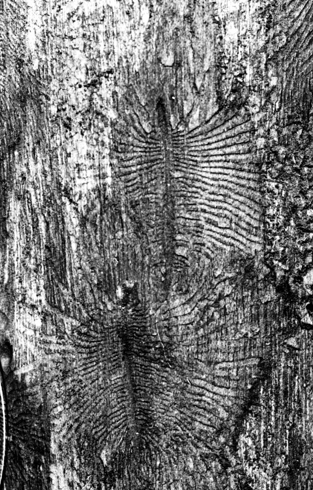 Insecten, gangen, iepenspintkever, Bestanddeelnr 193-0148