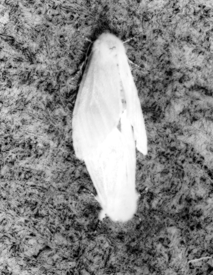 Insecten, beschadigingen, satijnvlinder, Bestanddeelnr 194-0615