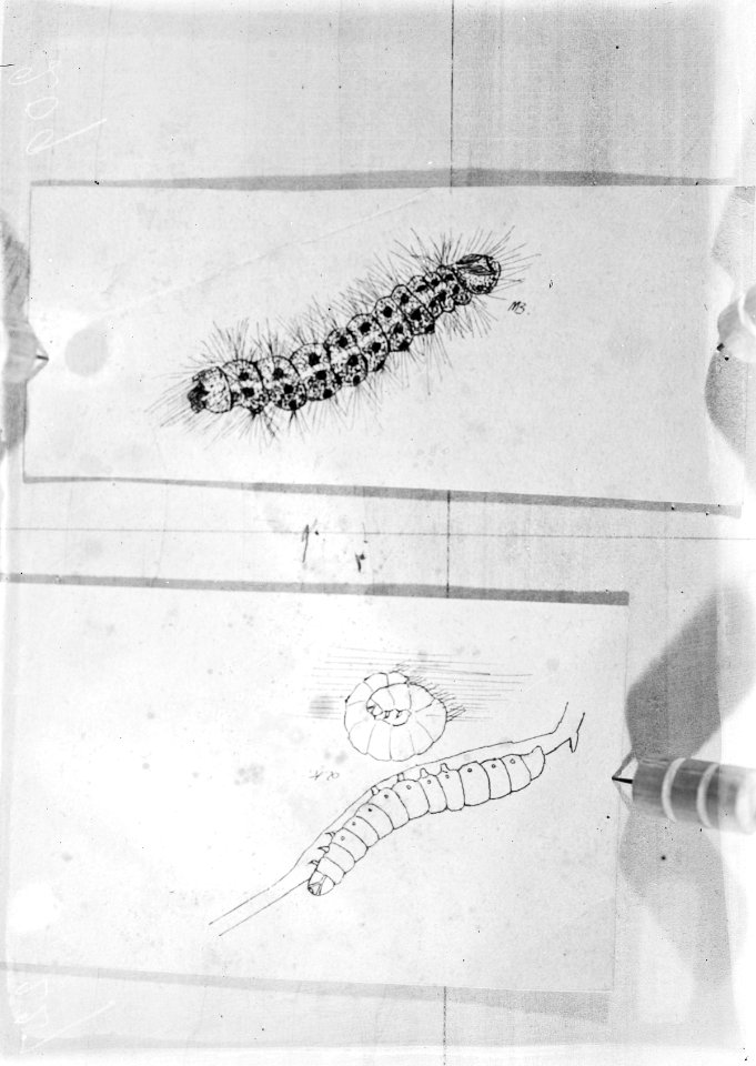 Insecten, rupsen, ocneria dispar, aardrups, Bestanddeelnr 253-7331