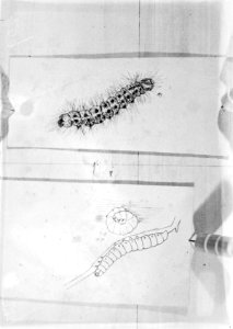 Insecten, rupsen, ocneria dispar, aardrups, Bestanddeelnr 253-7331