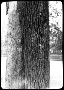 Insecten, beschadigingen, bomen, iepenspintkever, iepen, Bestanddeelnr 193-0151