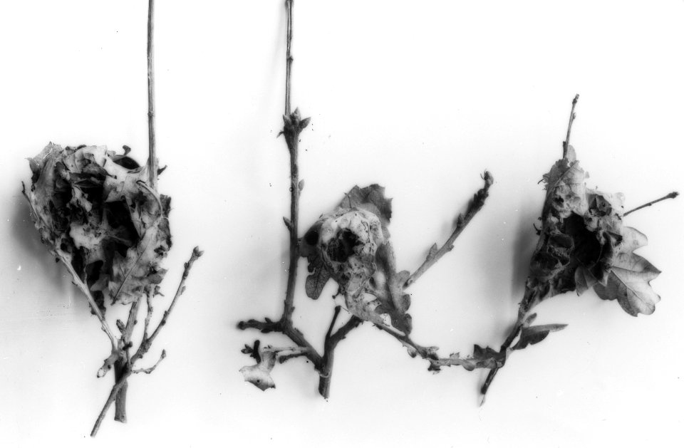 Insecten, beschadigingen, bastaardsatijnvlinder, Bestanddeelnr 194-0619