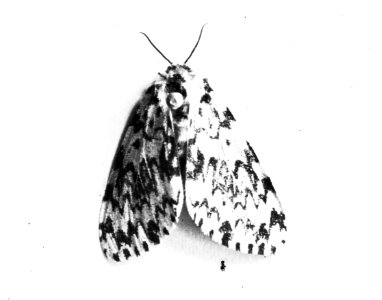 Insecten, nonvlinder, Bestanddeelnr 193-0184