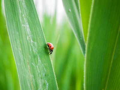Bug grass leaf
