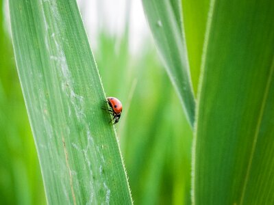 Bug grass leaf photo