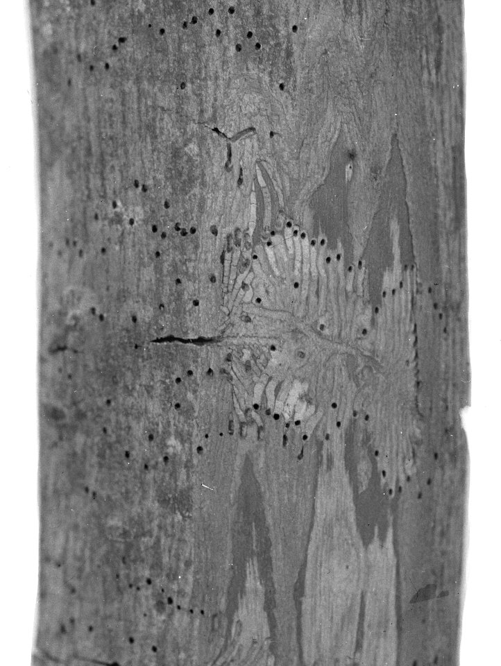 Insecten, gangen, bonte essenbastkever, Bestanddeelnr 193-0164
