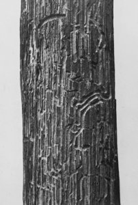 Insecten, beschadigingen, eikenspintkever, Bestanddeelnr 194-0543