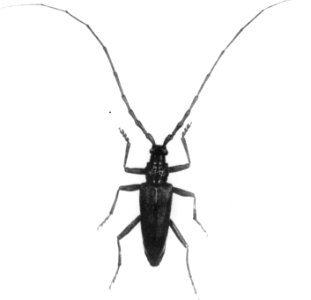 Insecten, beschadigingen, eikenbok, cerambyx cerdo l, Bestanddeelnr 194-0734