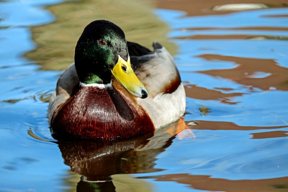 Animal floats waters