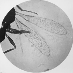 Insecten, beschadigingen, polynema nataus, Bestanddeelnr 194-0550