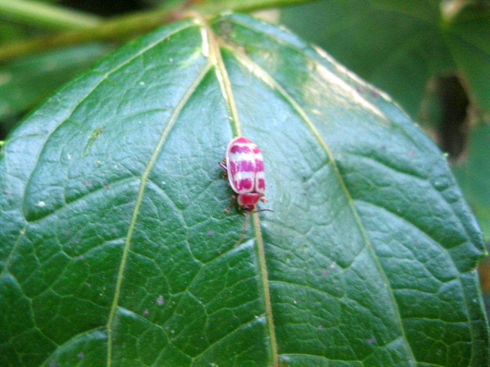 Insect near Sabalito Costa Rica29
