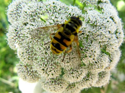 Insect on a white flower