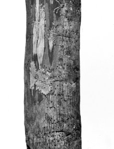Insecten, gangen, bonte essenbastkever, Bestanddeelnr 193-0165