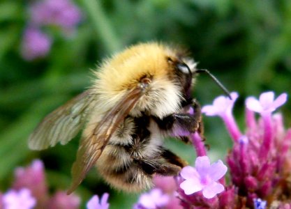 Insect on a flower v2