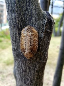 Insect shell stuck to tree in Tokyo park