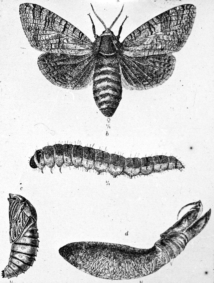 Insecten , rode wilgenhoutrups, vlinder, rups, pop, cocon, Bestanddeelnr 193-0171