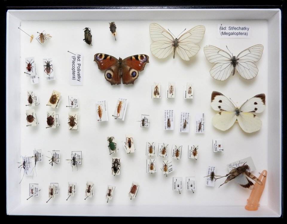 Insecta - collection 01 (Plecoptera, Lepidoptera, Megaloptera, Heteroptera)