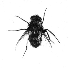 Insecten , nonvlinder, parasietvlieg, Bestanddeelnr 193-0195