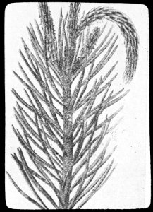 Insecten, beschadigingen, dennenlotrups, Bestanddeelnr 193-0210