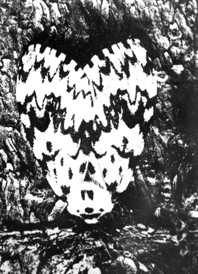 Insecten , nonvlinder, Bestanddeelnr 193-0194