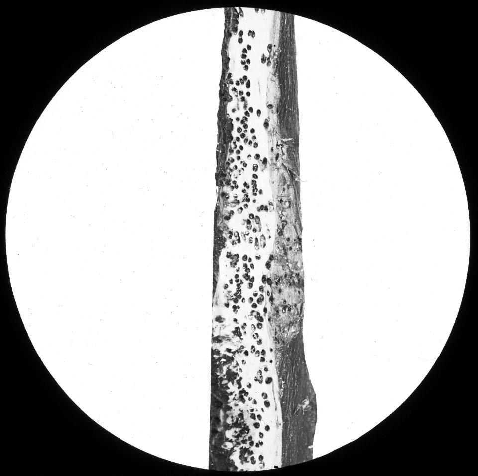 Insecten , cecidomyia saliciperda, Bestanddeelnr 193-0248