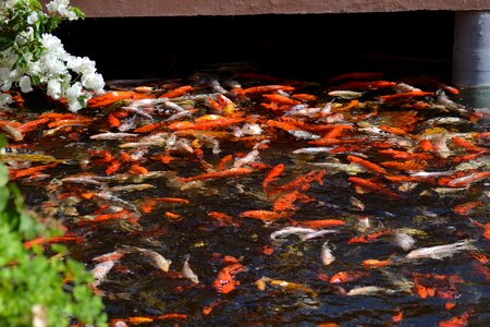 Koi carp appear fish pond