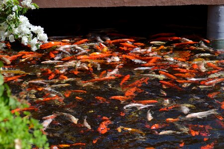 Koi carp appear fish pond photo