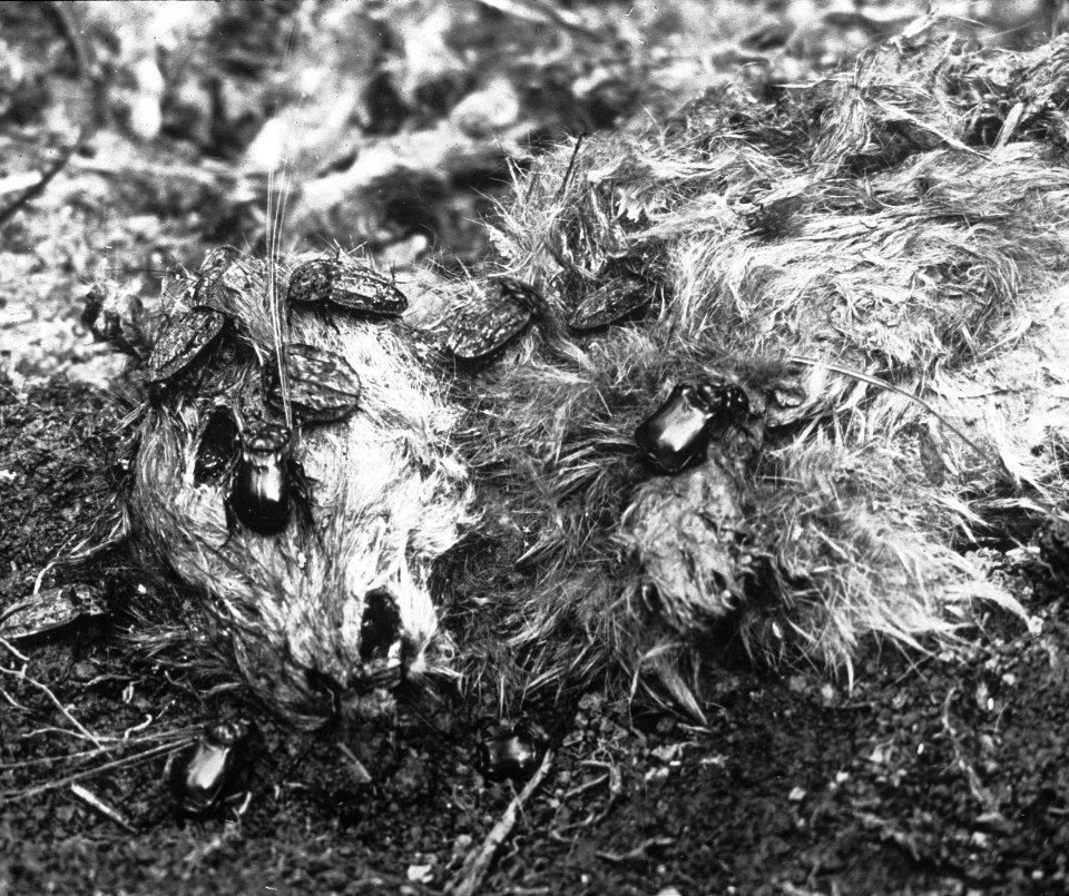 Insecten , aaskever (silpha thoracica), doodgravers (necrophorus), Bestanddeelnr 193-0132
