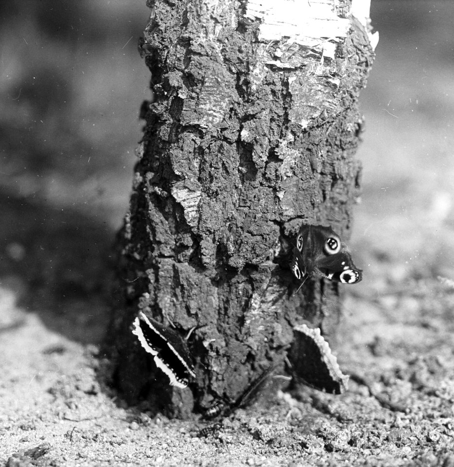 Insecten, beschadigingen, dagpauwoog, Bestanddeelnr 194-0582