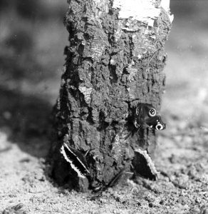 Insecten, beschadigingen, dagpauwoog, Bestanddeelnr 194-0582