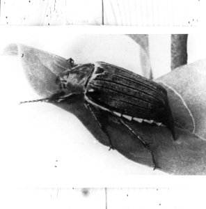 Insecten , meikever, Bestanddeelnr 193-0129