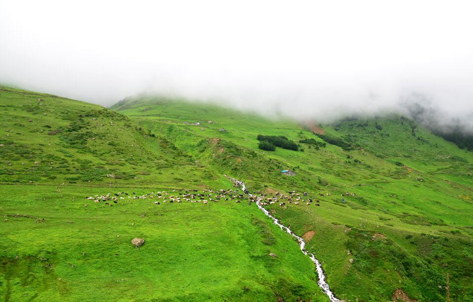 Nature green kaçkars