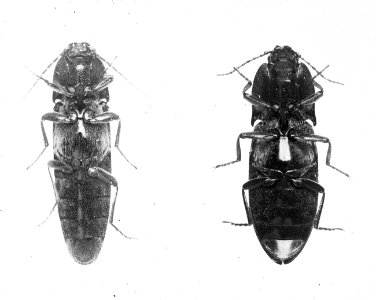 Insecten , kniptor (elater), Bestanddeelnr 193-0134