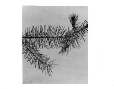 Insecten, beschadigingen, douglaswolluis, Bestanddeelnr 253-7424