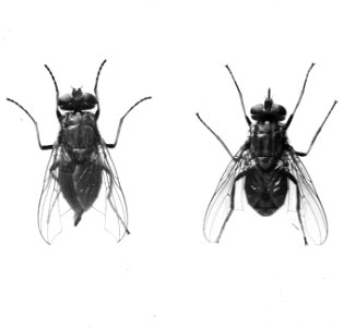 Insecten , kamervlieg (musca), steekvlieg (stomoxys), Bestanddeelnr 193-0245