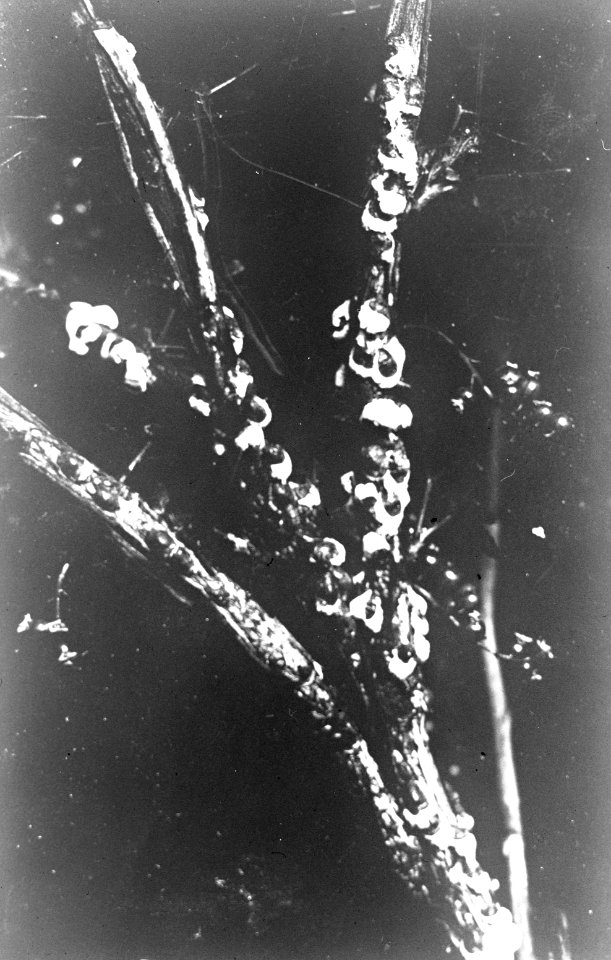 Insecten , dopluis, Bestanddeelnr 193-0260