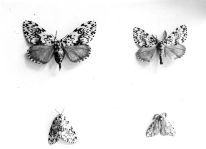 Insecten , nonvlinder, Bestanddeelnr 192-0652
