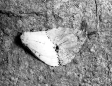 Insecten, beschadigingen, plakker of stamuil, Bestanddeelnr 194-0611