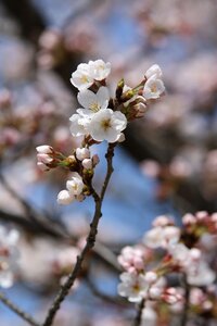 Flowers cherry blossom petal photo