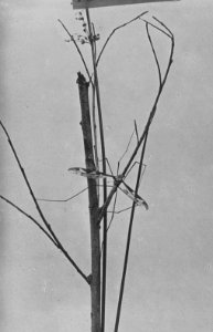 Insecten, beschadigingen, langpootmug, tipula oleracia, Bestanddeelnr 194-0540