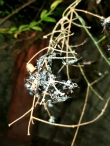 Insects resting in twigs 7