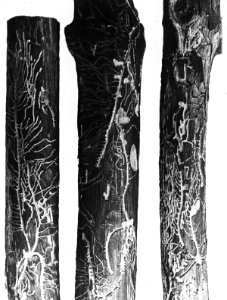 Insecten, gangen, 2-Tandige Dennenschorskever, Pytyogenes Bidentatus, Bestanddeelnr 193-0167
