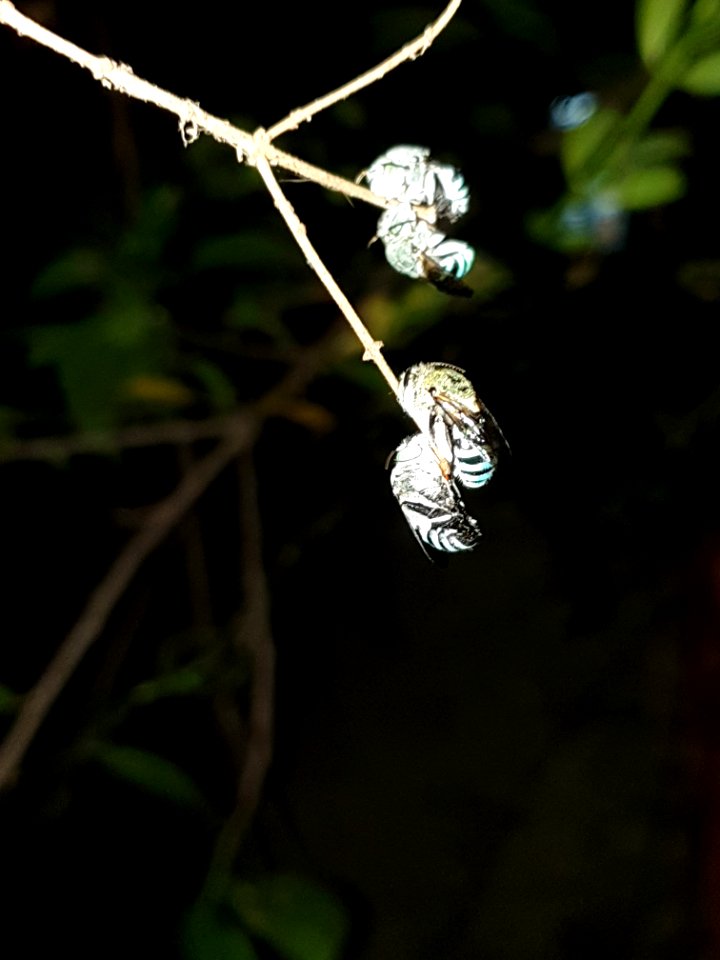 Insects resting in twigs 4