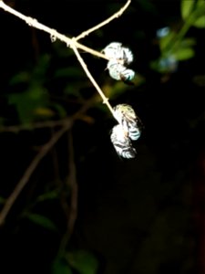 Insects resting in twigs 4
