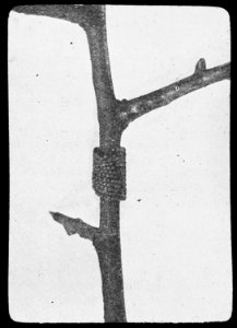 Insecten, eitjes, ringelspinner, Bestanddeelnr 193-0198