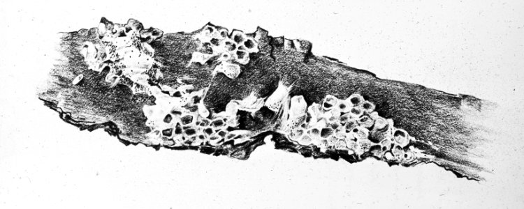 Insecten, beschadigingen, leucoma salicis, Bestanddeelnr 194-0737