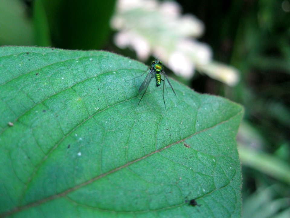 Insect near Sabalito Costa Rica28