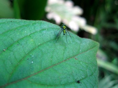Insect near Sabalito Costa Rica28