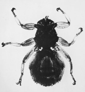 Insecten, beschadigingen, hertenluis, melophagus cervi, Bestanddeelnr 194-0551