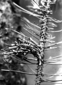 Insecten , dennenbladwesp, bestaardrupsen, Bestanddeelnr 193-0233